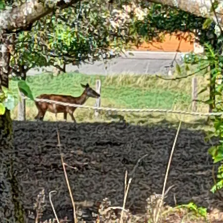 Clos Saint Francois * Wangenbourg-Engenthal
